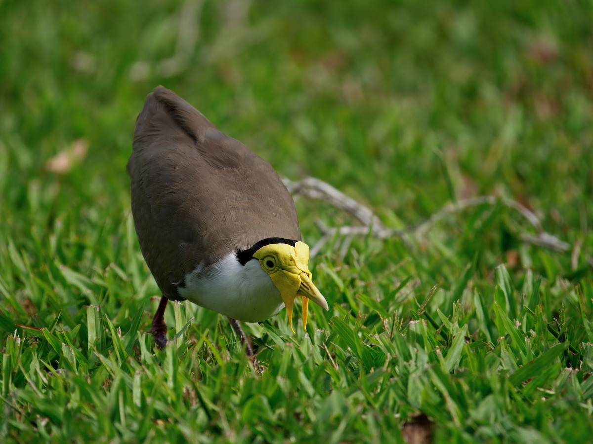 Hegabera maskaraduna - ML645636468
