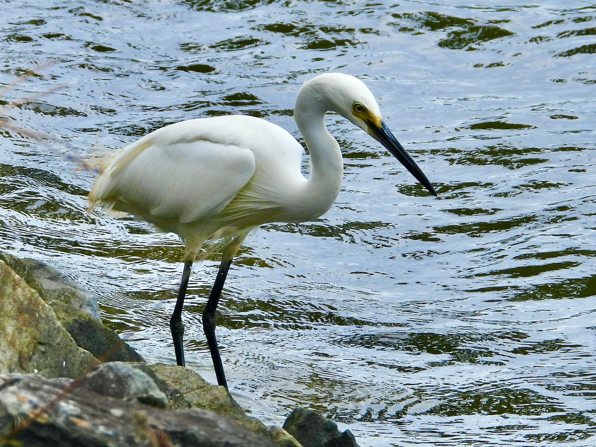 Little Egret (Australasian) - ML645636475