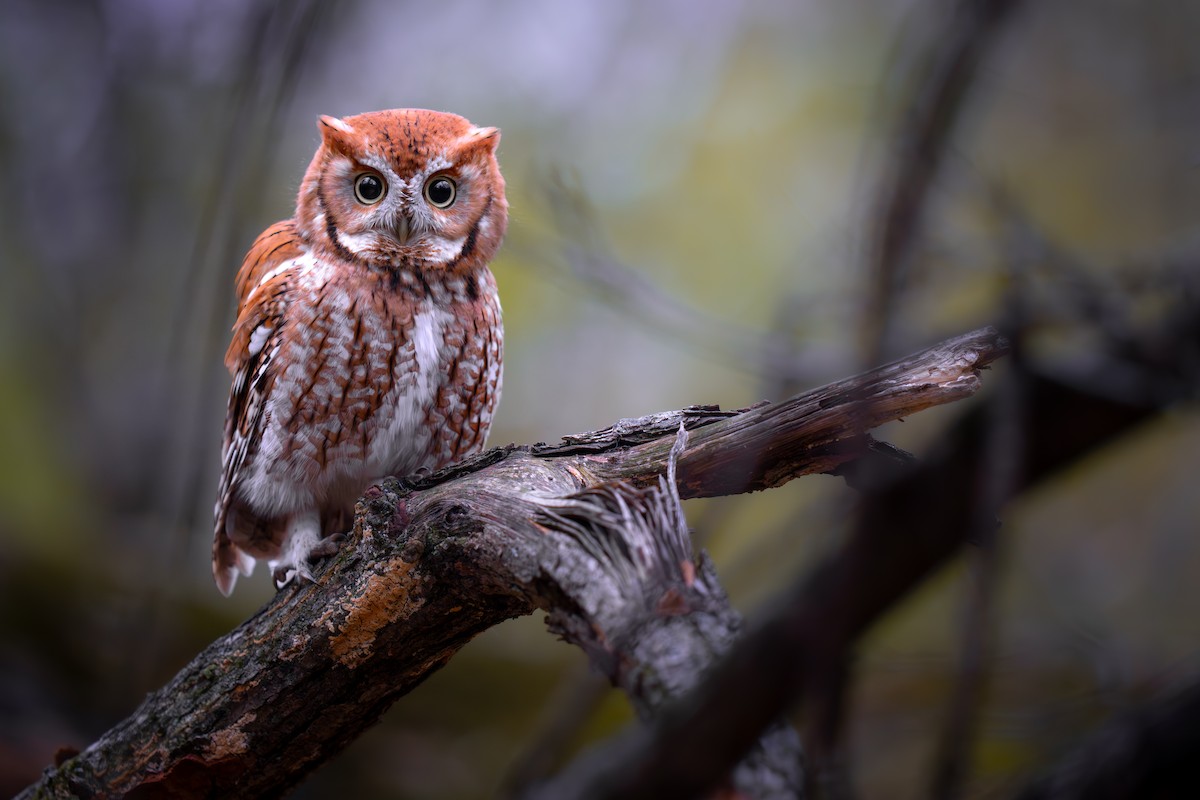 Eastern Screech-Owl - ML645636479