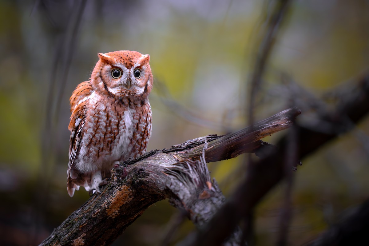 Eastern Screech-Owl - ML645636480