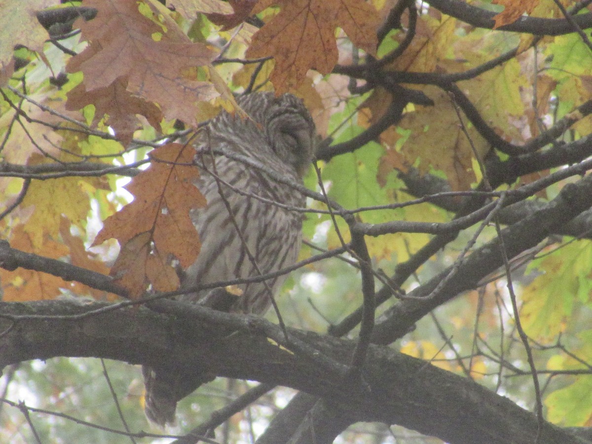 Chouette rayée - ML645636485