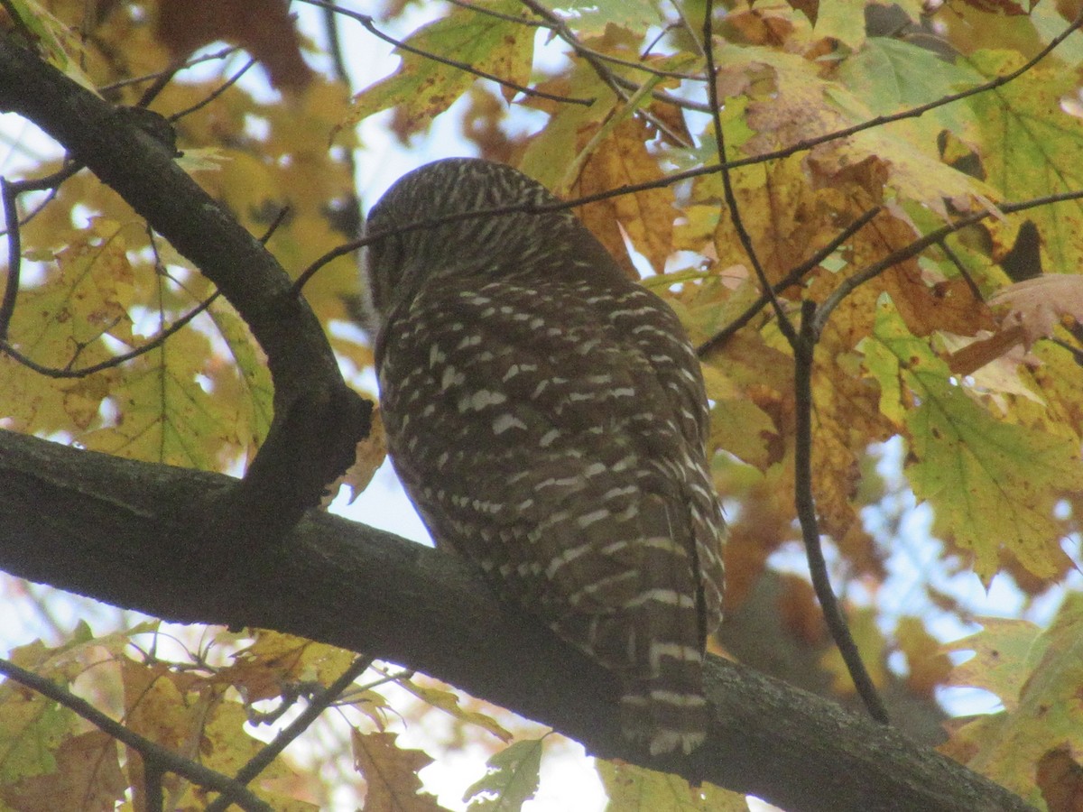 Chouette rayée - ML645636487