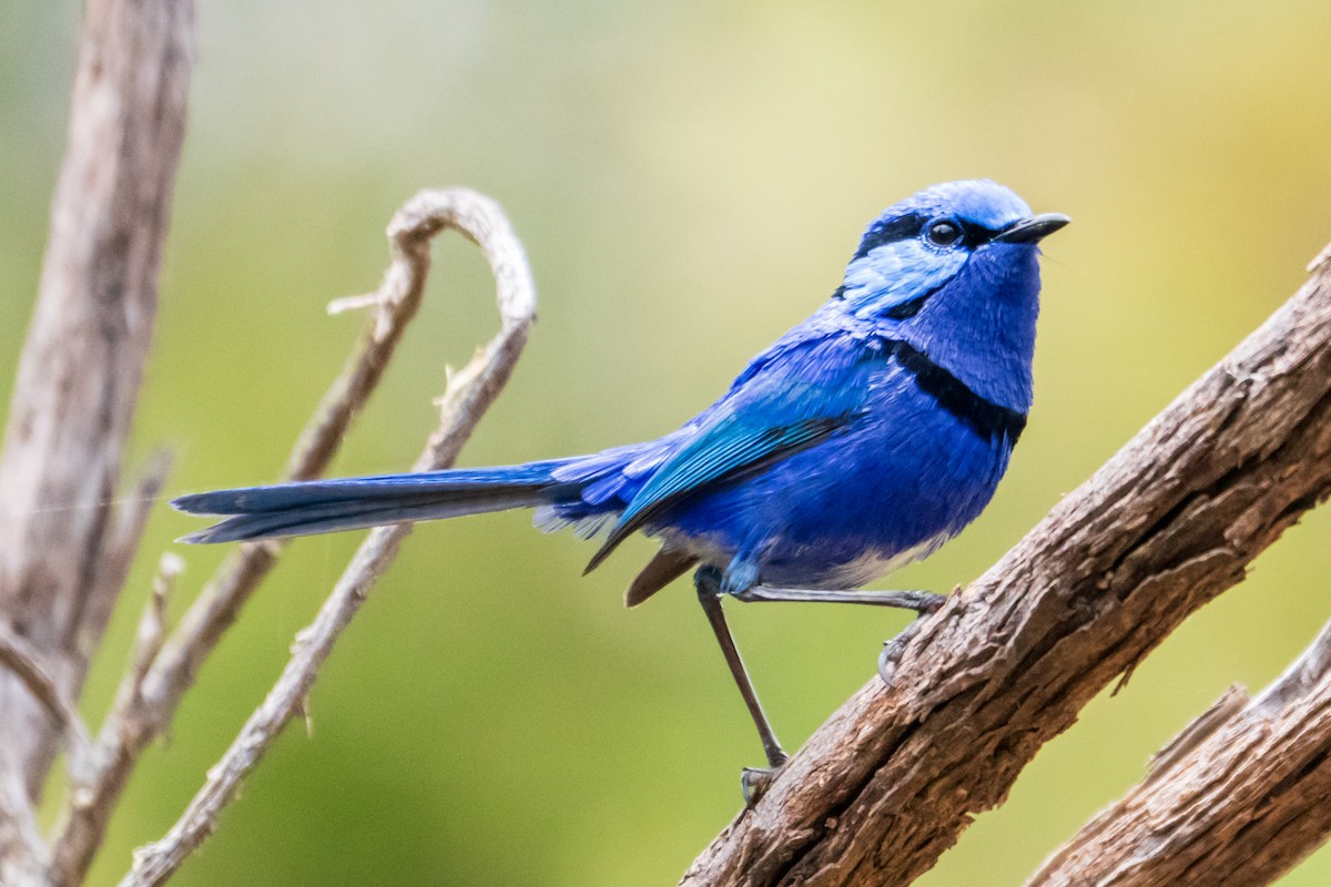 Splendid Fairywren - ML645636489