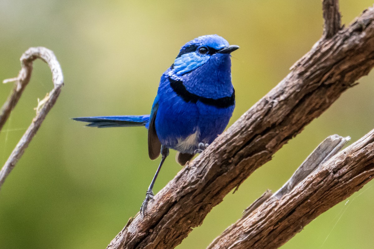 Splendid Fairywren - ML645636490