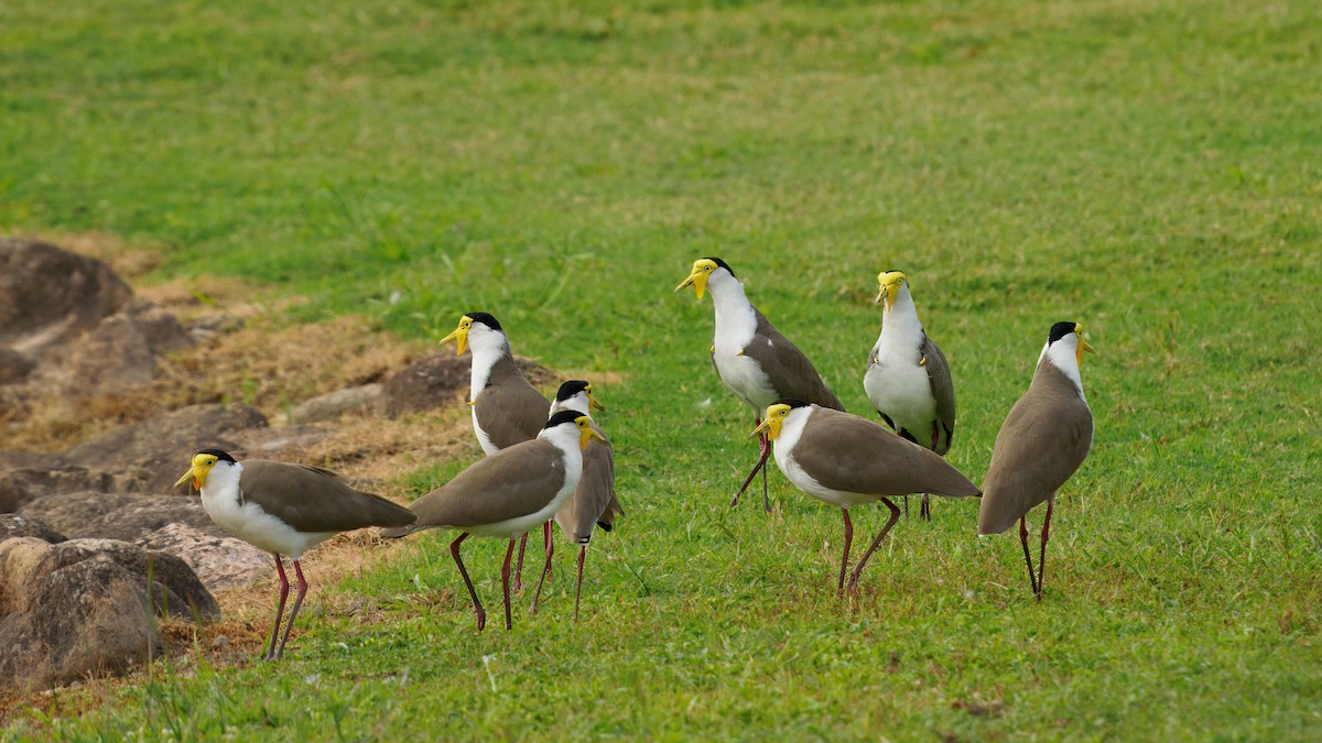 Hegabera maskaraduna - ML645636491