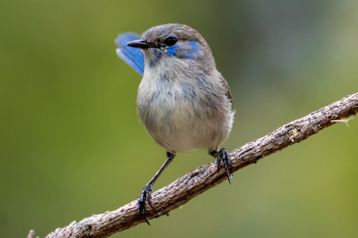 Splendid Fairywren - ML645636492