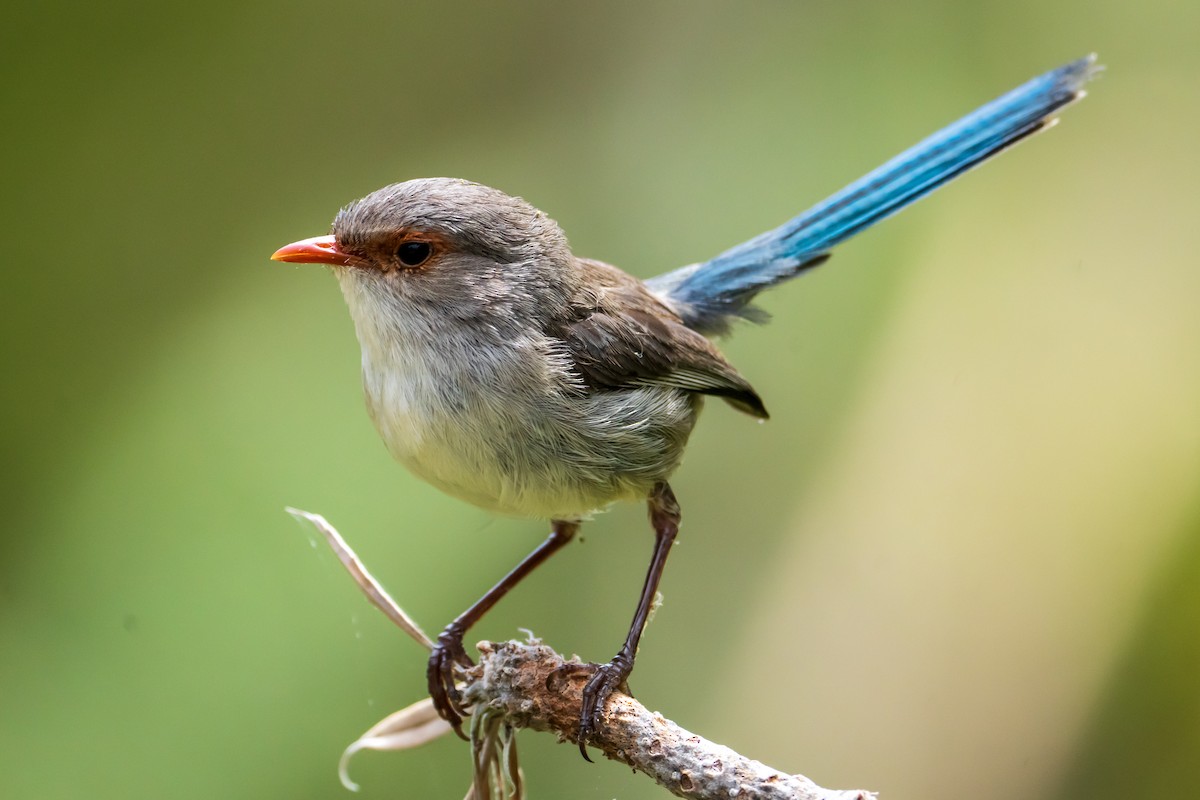 Splendid Fairywren - ML645636493