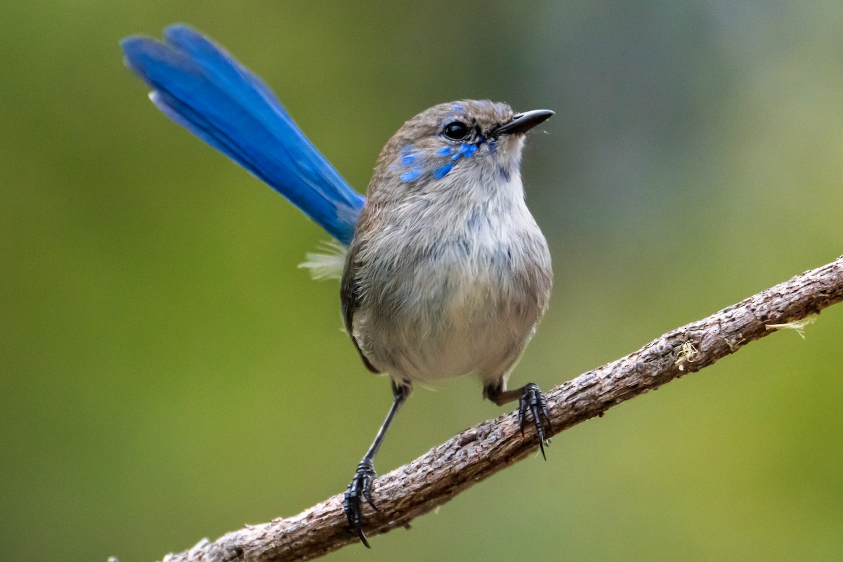 Splendid Fairywren - ML645636494