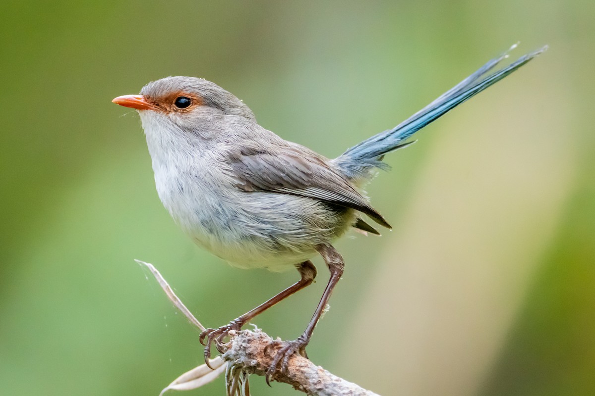 Splendid Fairywren - ML645636495