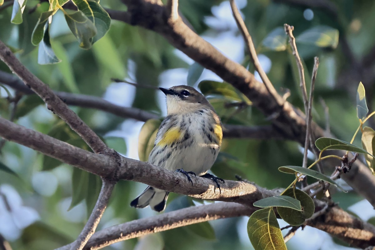 Yellow-rumped Warbler (Myrtle) - ML645636505