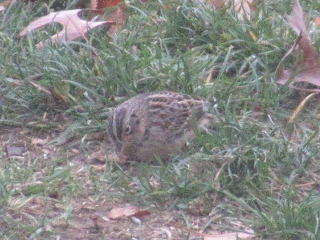 Chingolo Saltamontes - ML645636508