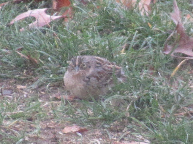 Chingolo Saltamontes - ML645636509