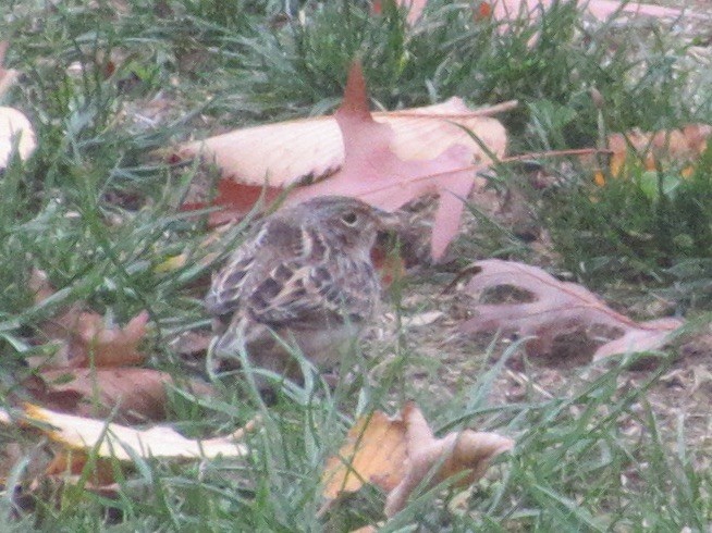 Chingolo Saltamontes - ML645636510