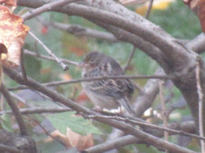 Chingolo Saltamontes - ML645636511