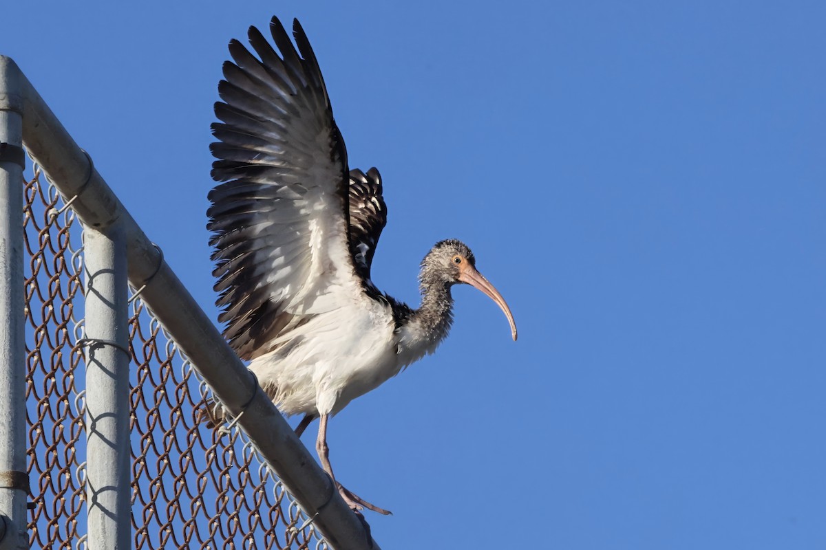 Corocoro Blanco - ML645636512