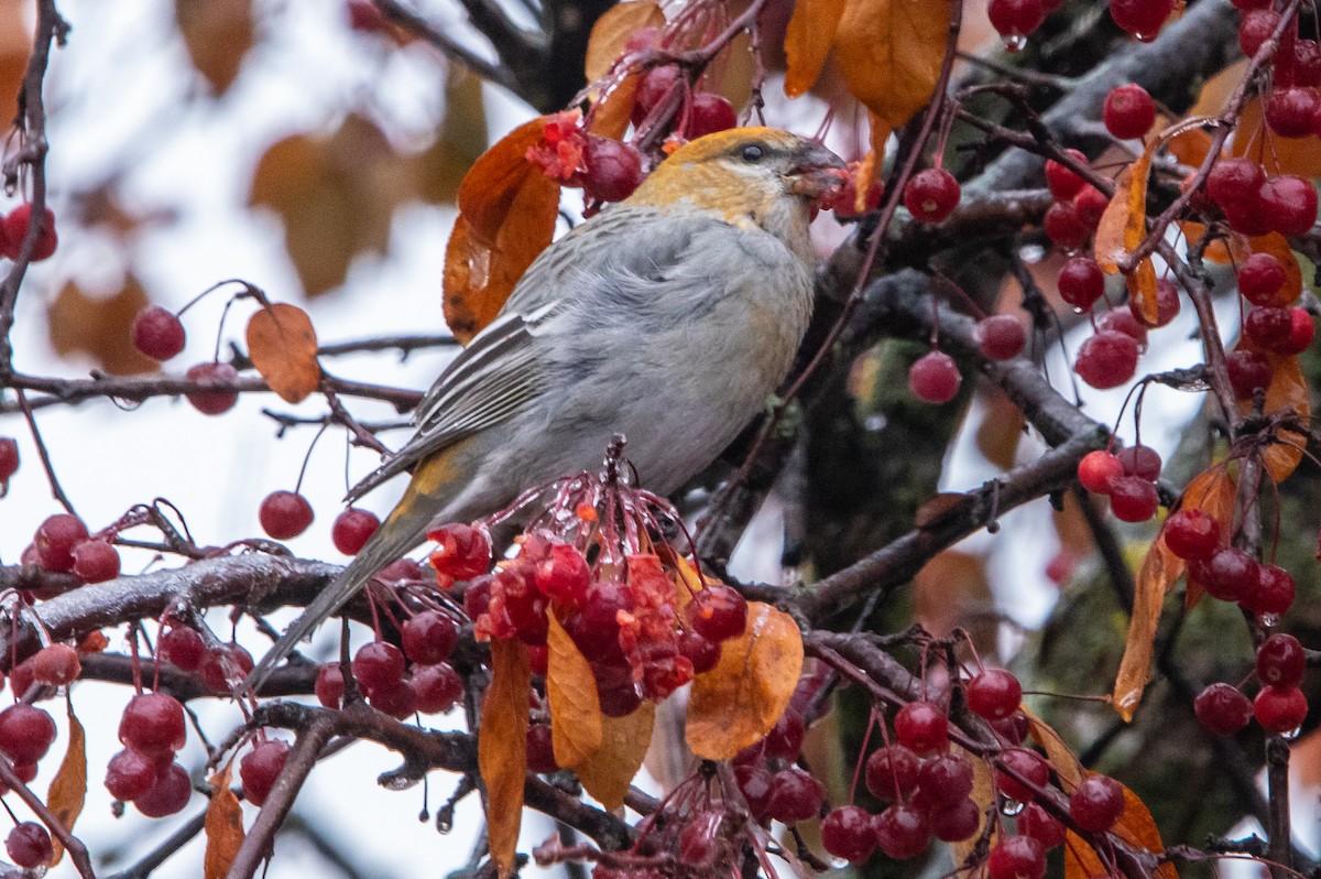 Camachuelo Picogrueso - ML645636513
