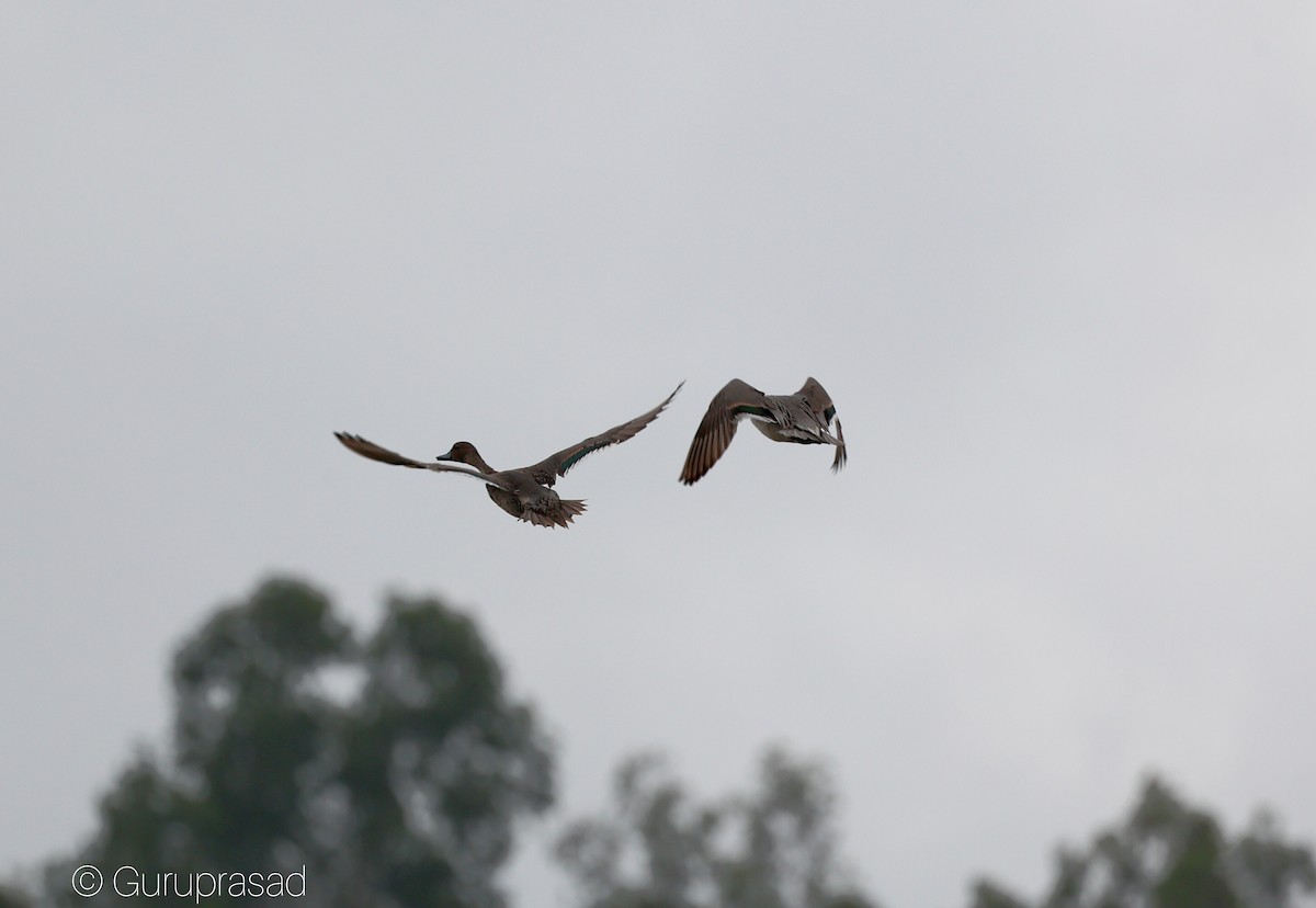 Cerceta Carretona - ML645636514