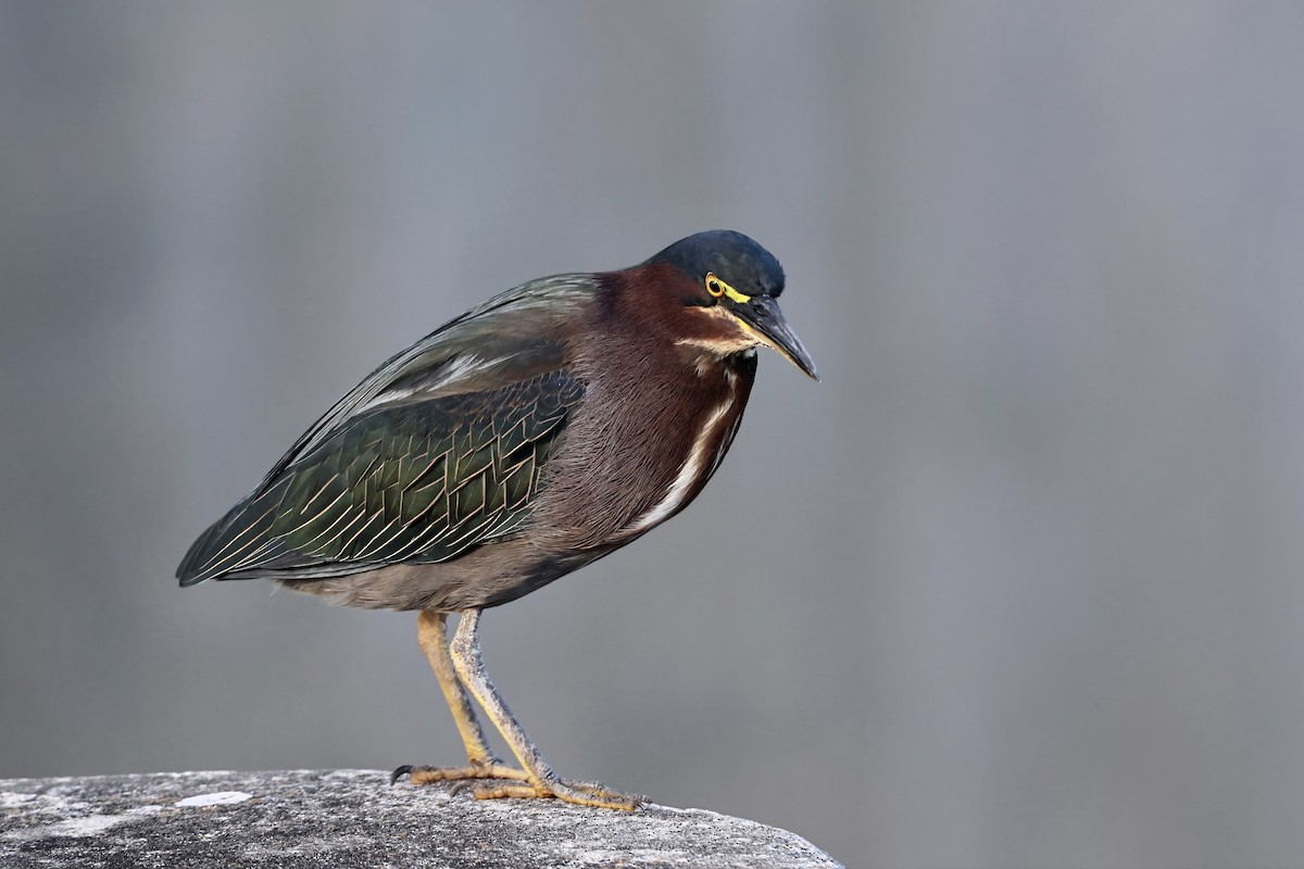 Garcilla Verde - ML645636515