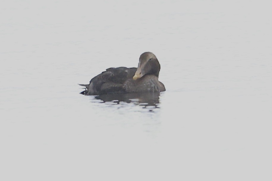 Common Eider - ML645636516