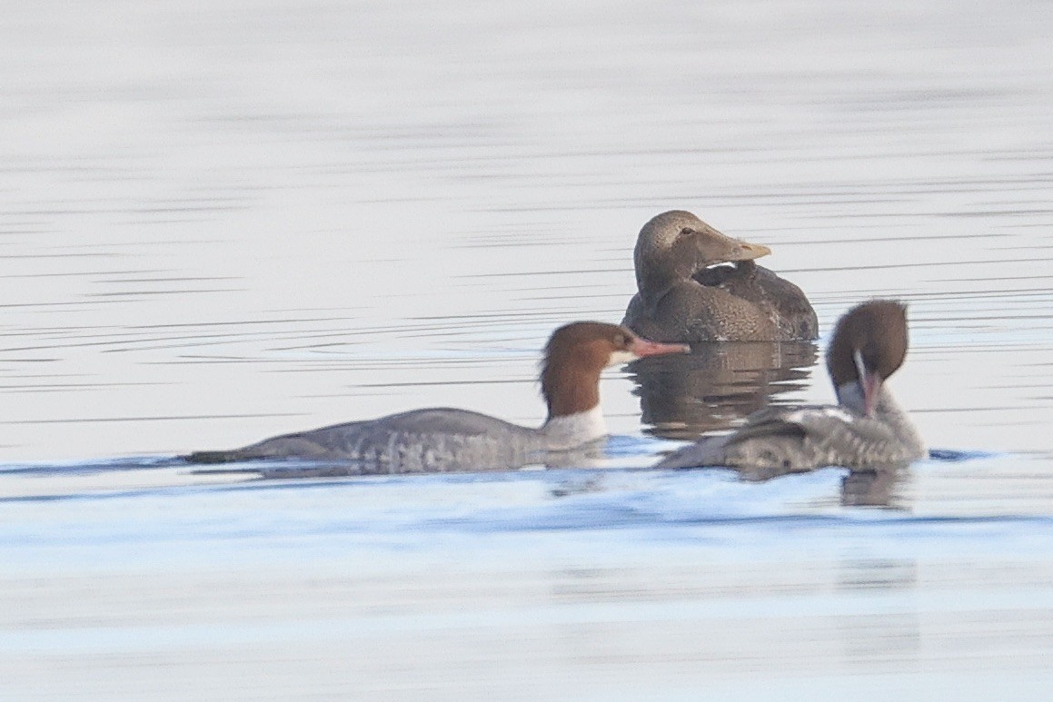 Common Eider - ML645636518