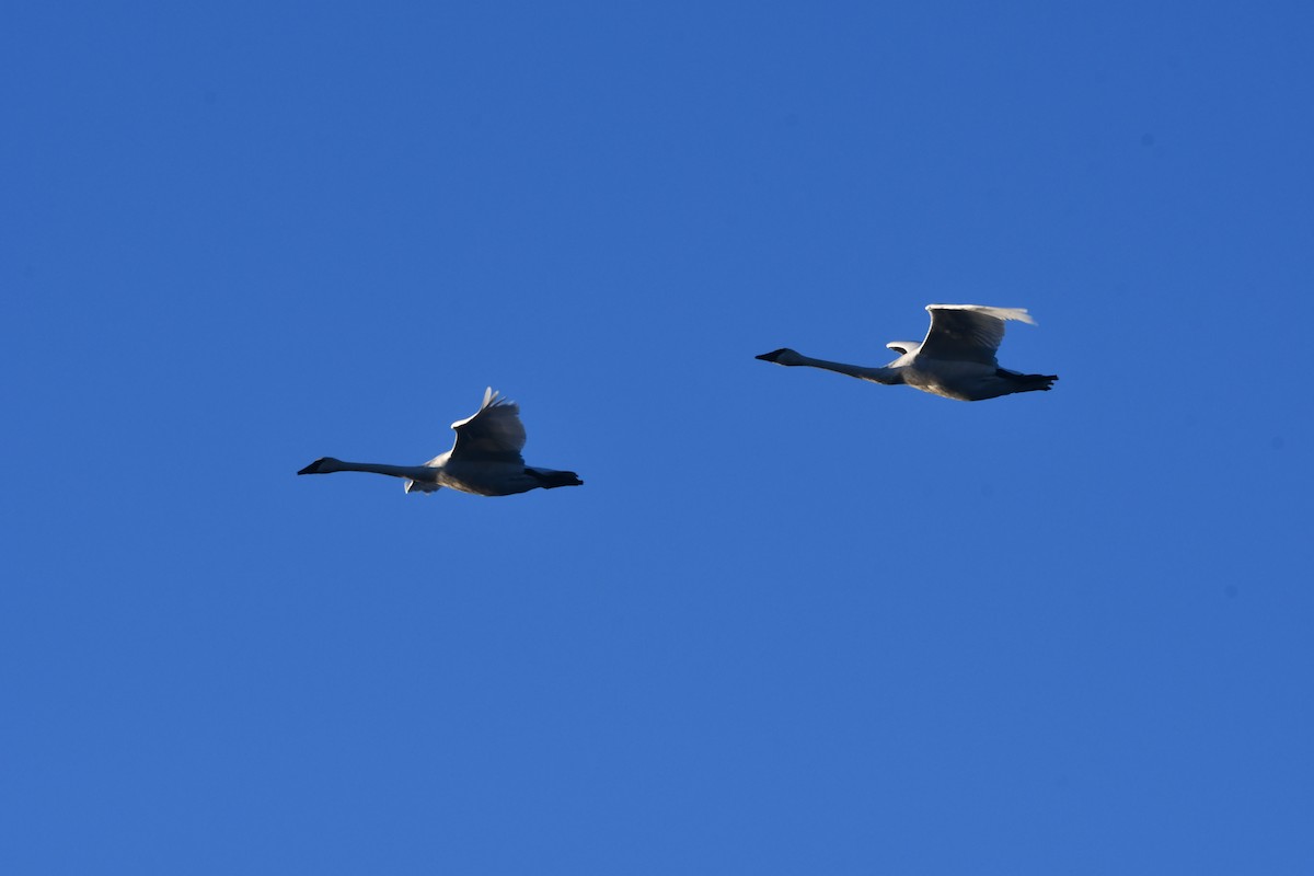 Cisne Trompetero - ML645636519