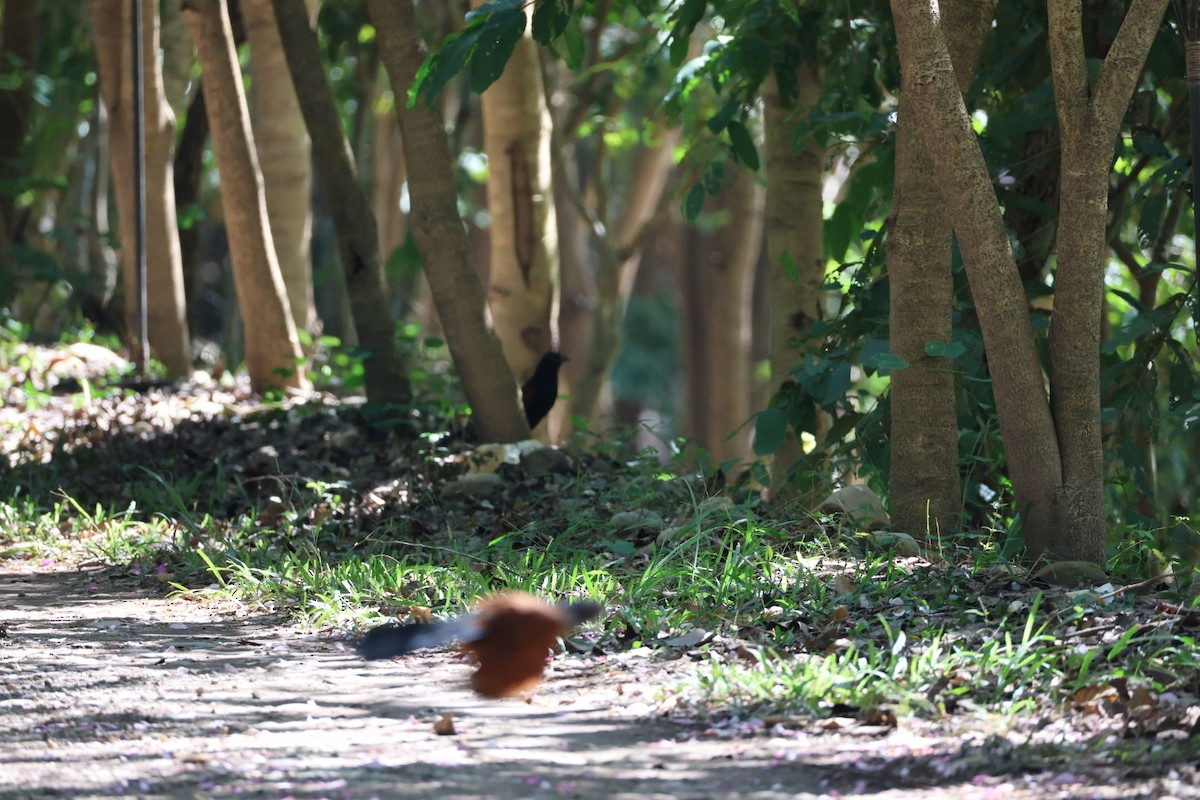 Cucal Chino - ML645636520