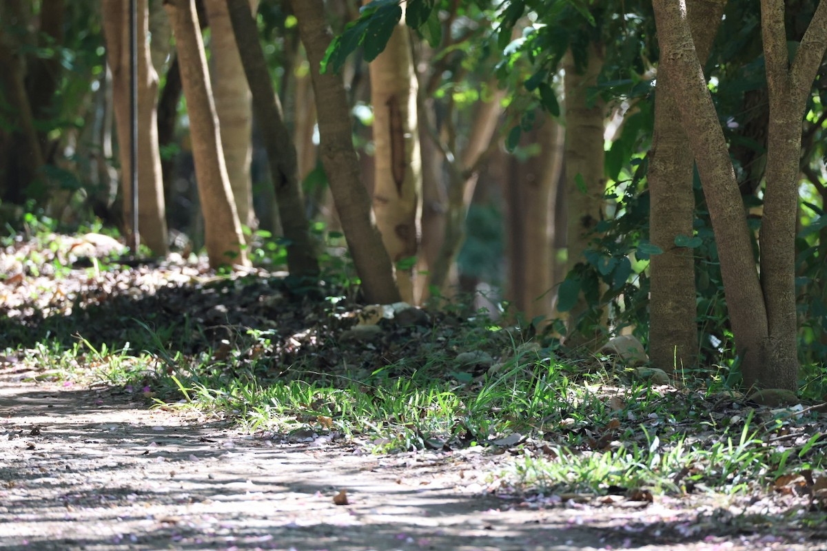 Cucal Chino - ML645636521