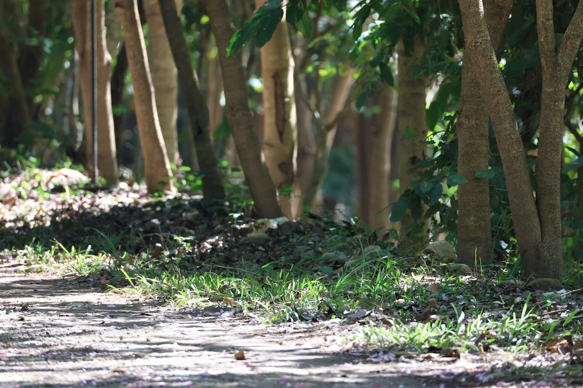 Cucal Chino - ML645636522