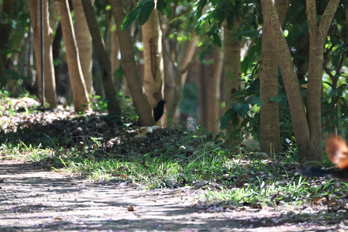 Cucal Chino - ML645636523