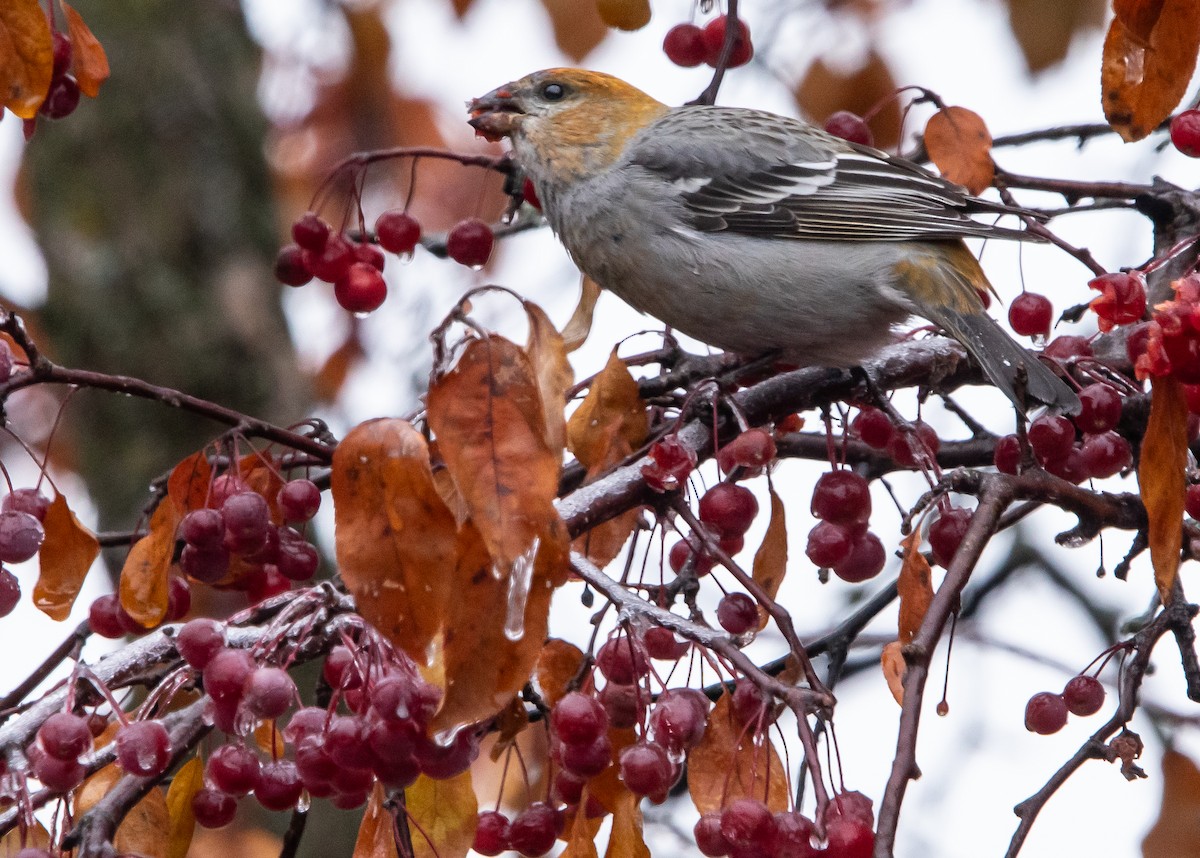 Camachuelo Picogrueso - ML645636524