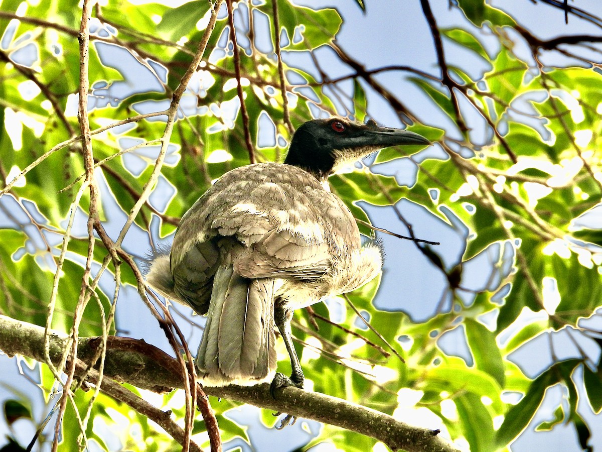 Filemón Chillón - ML645636526