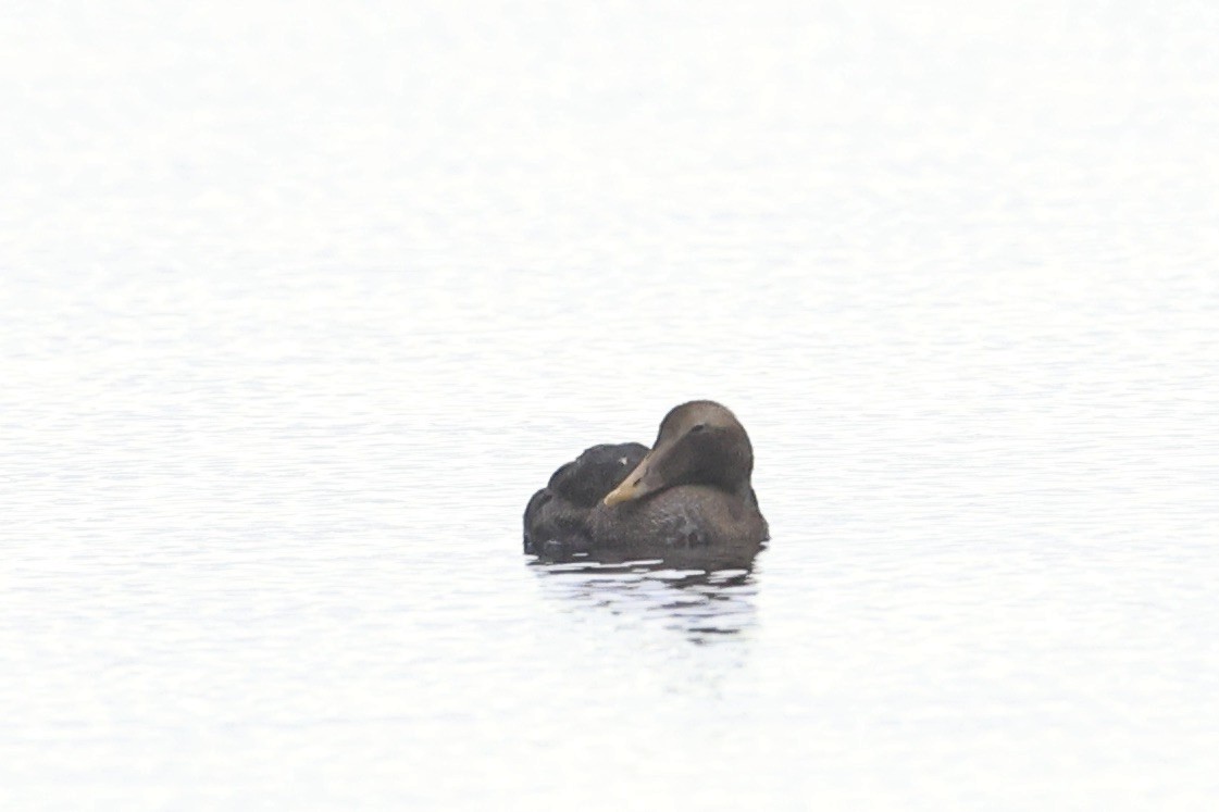 Common Eider - ML645636527