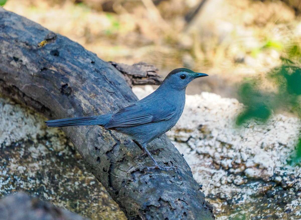 Pájaro Gato Gris - ML645636531