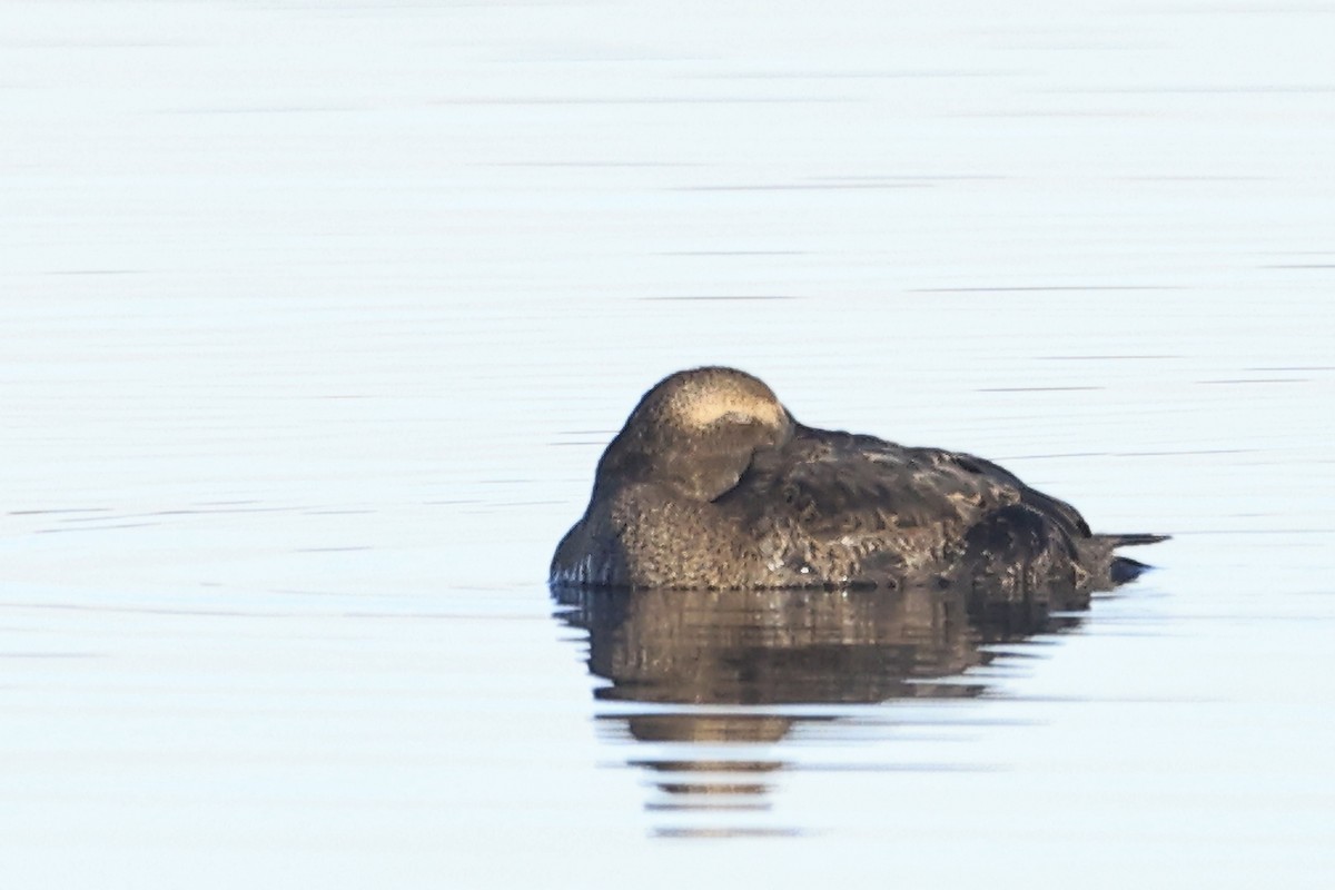 Common Eider - ML645636532