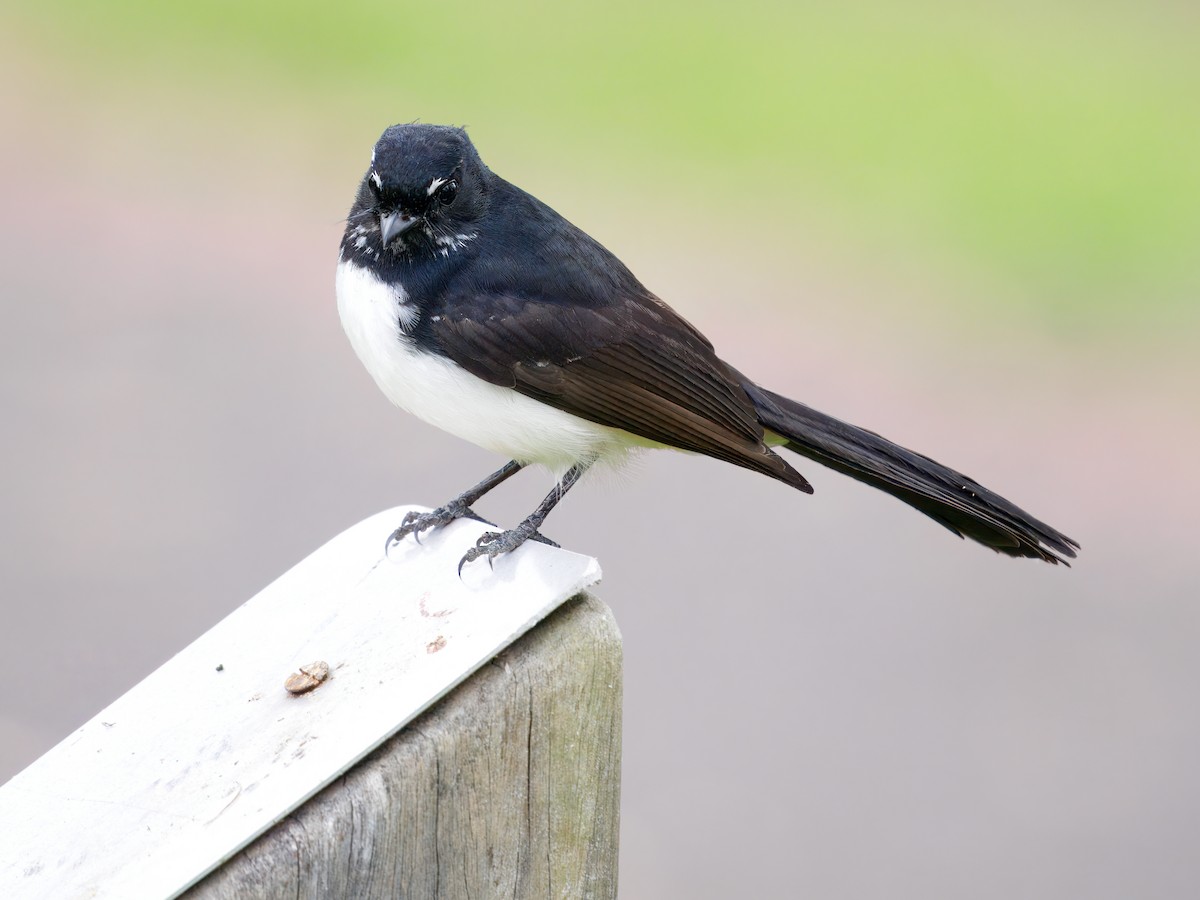 Abanico Lavandera - ML645636534