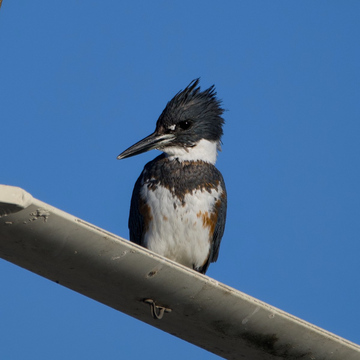 Martin handi iparramerikarra - ML645636535