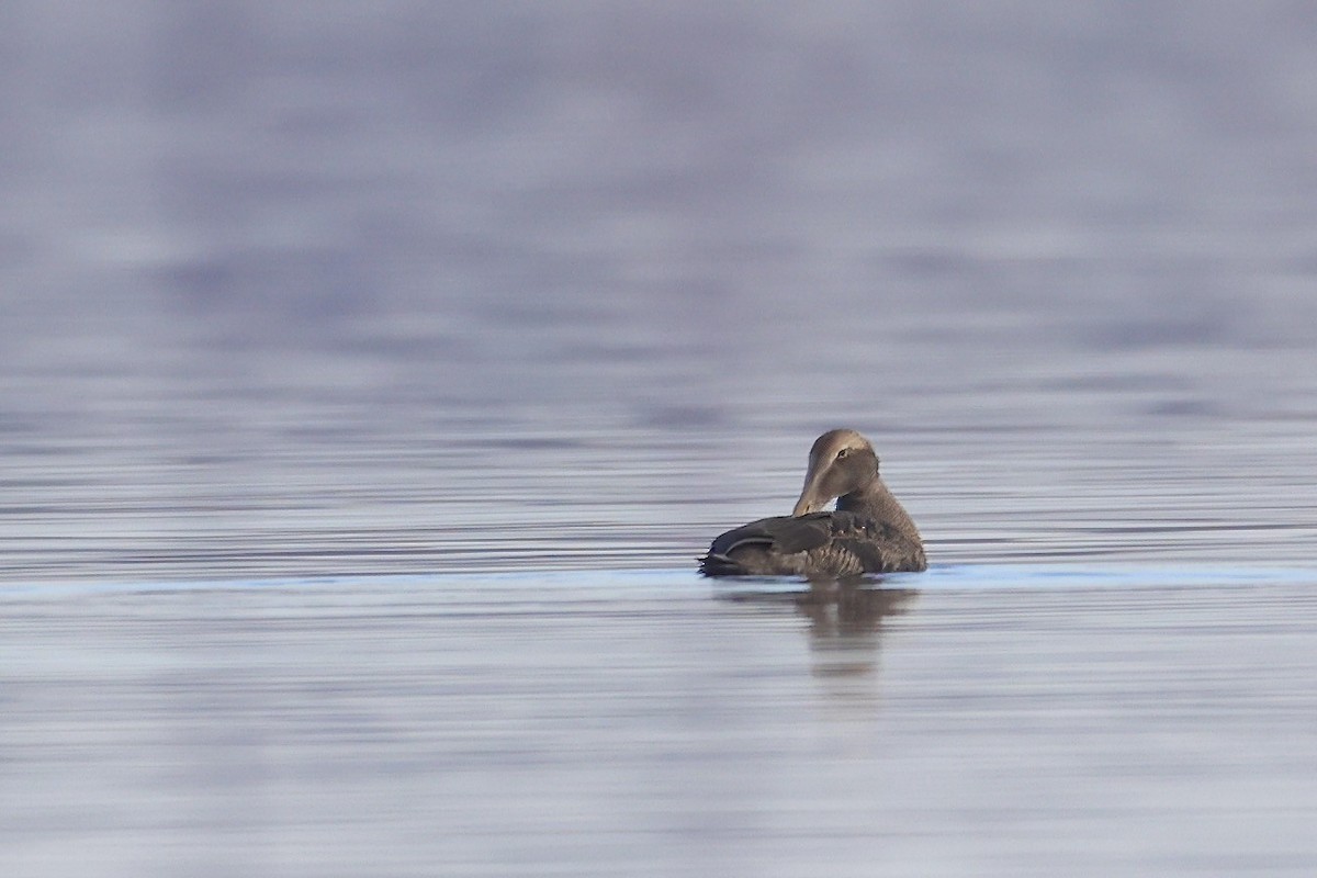 Common Eider - ML645636536