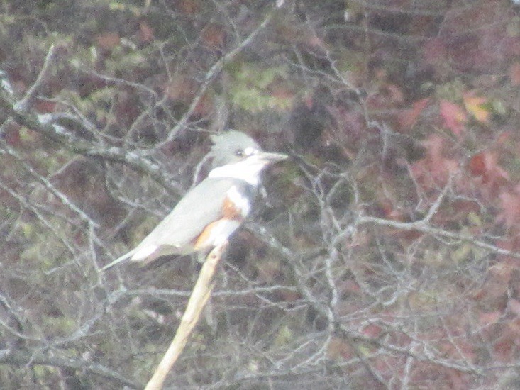 Martín Gigante Norteamericano - ML645636537