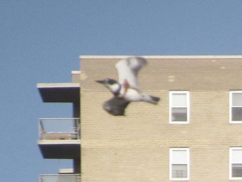 Martín Gigante Norteamericano - ML645636538