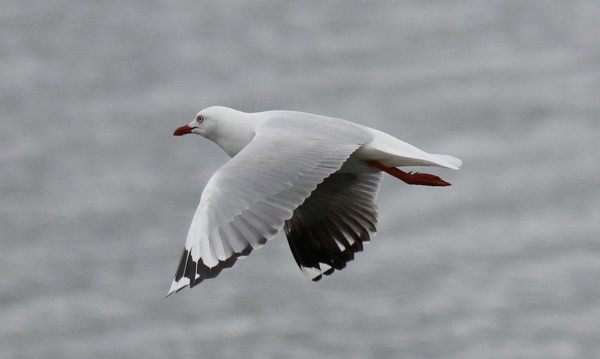 Gaviota Plateada Australiana - ML645636539