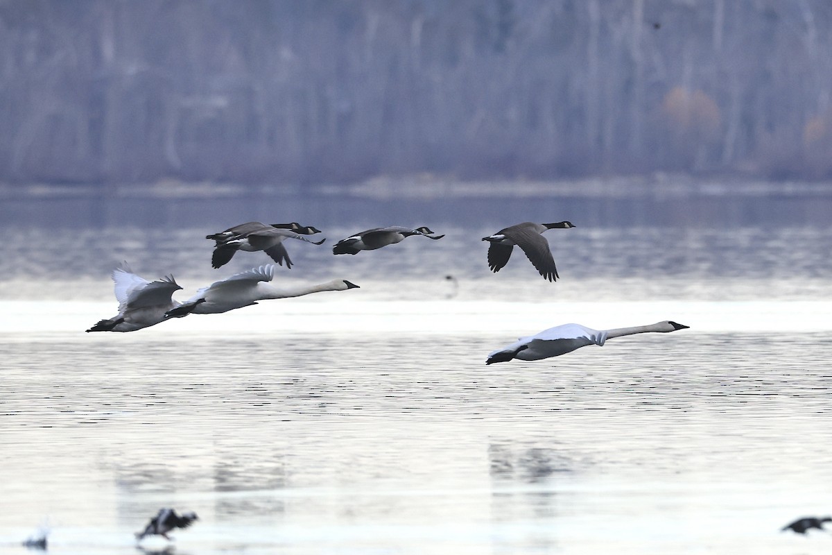 Cisne Trompetero - ML645636540