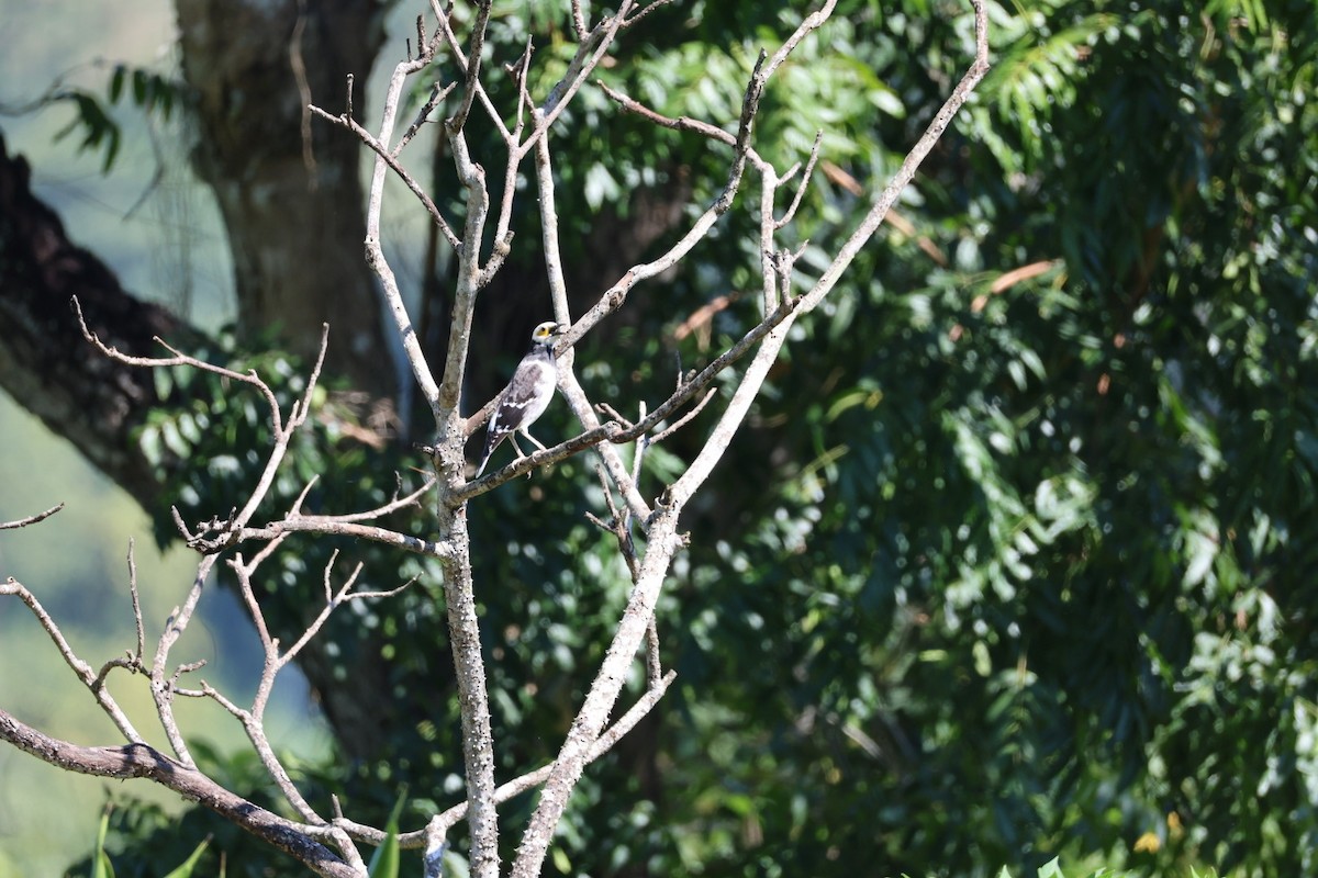 Estornino Cuellinegro - ML645636541