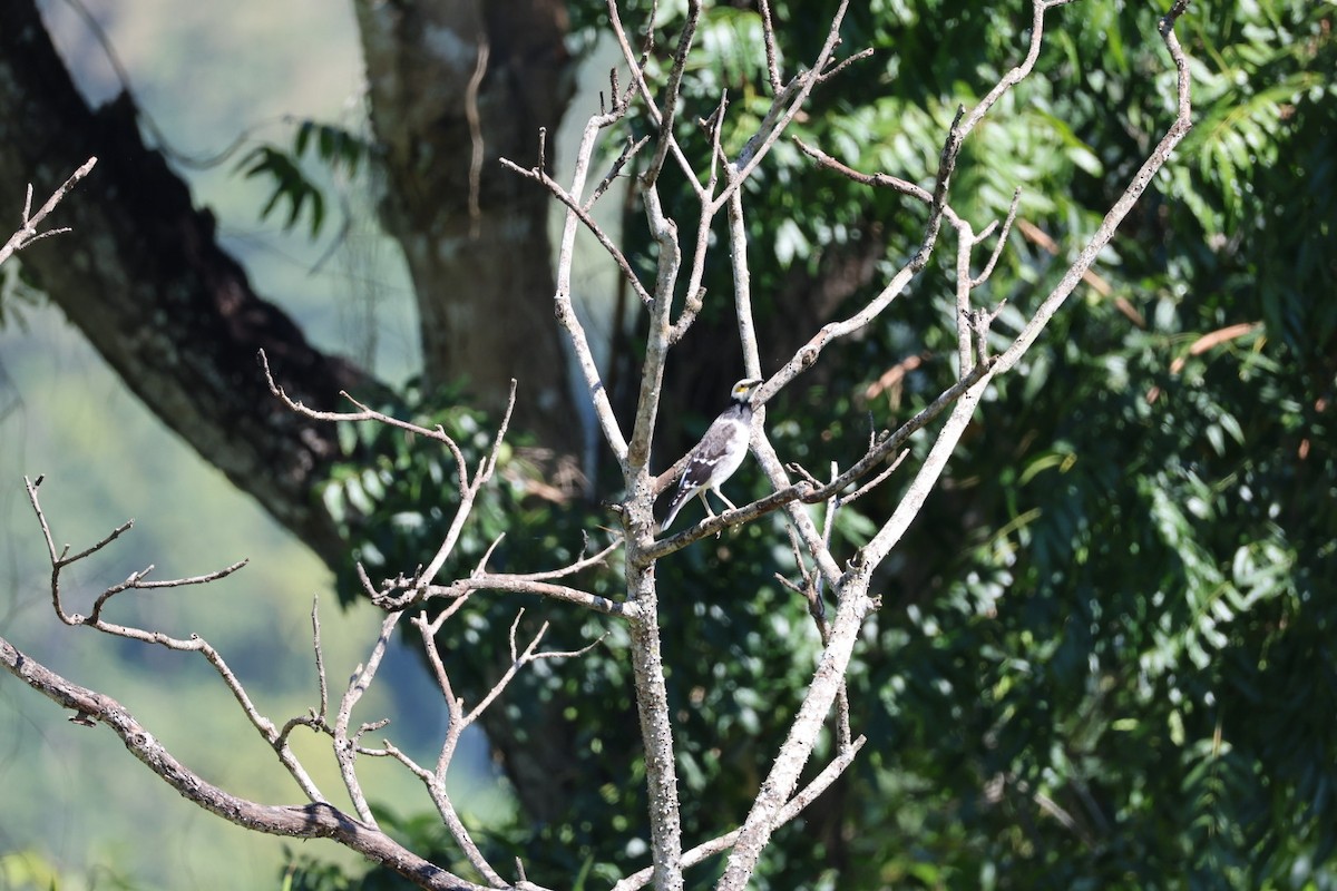 Estornino Cuellinegro - ML645636542