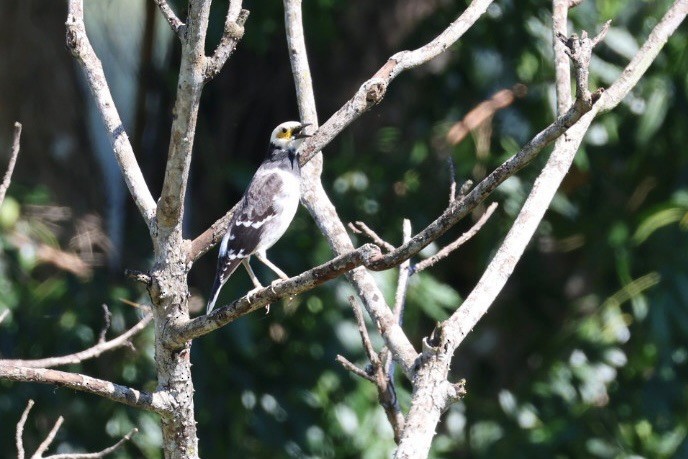 Estornino Cuellinegro - ML645636543