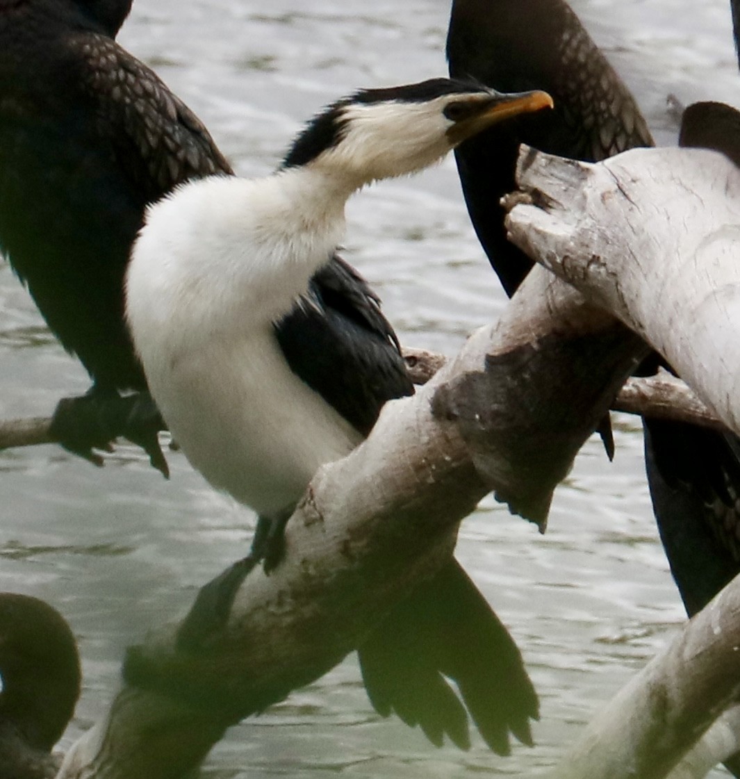 Cormorán Piquicorto - ML645636545