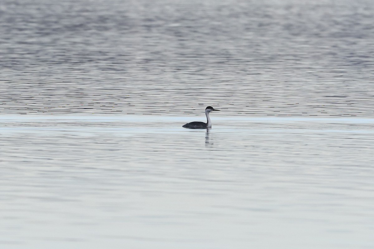 Western Grebe - ML645636546