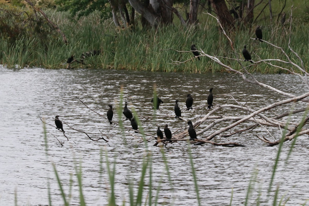 Schwarzscharbe - ML645636547