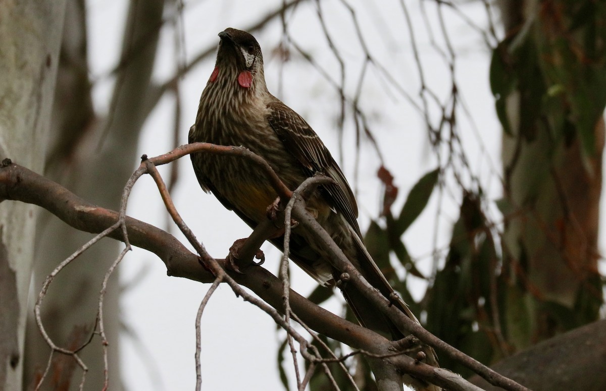 Rotlappen-Honigfresser - ML645636552