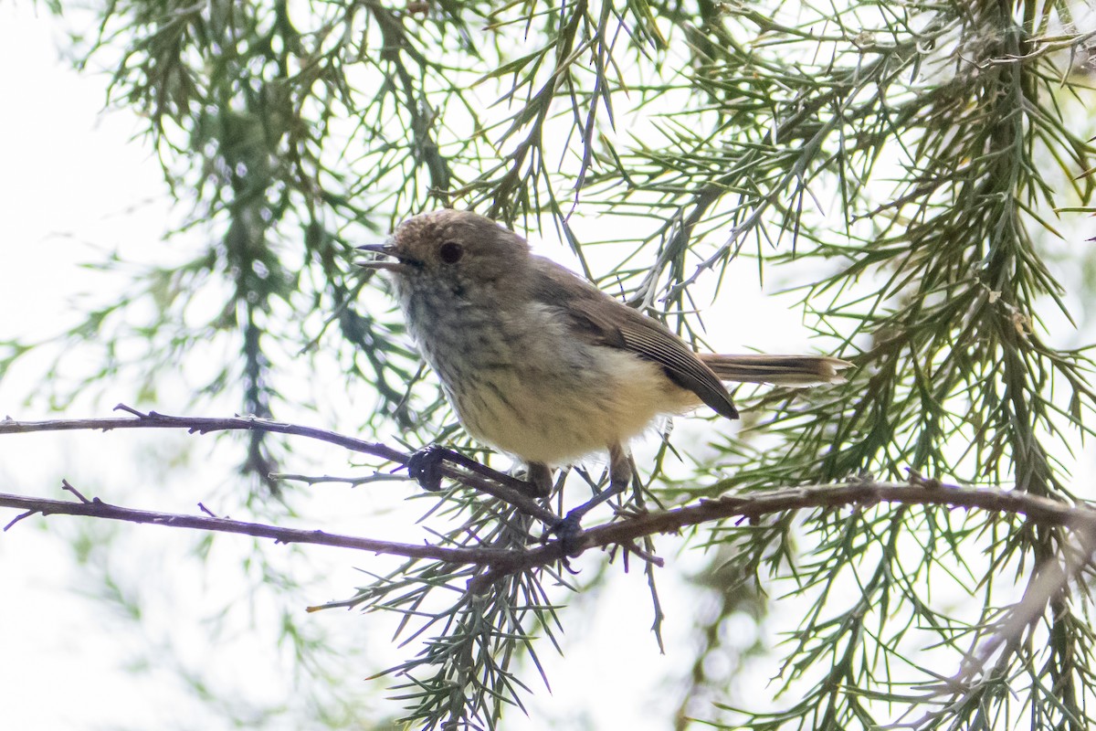Inland Thornbill - ML645636555