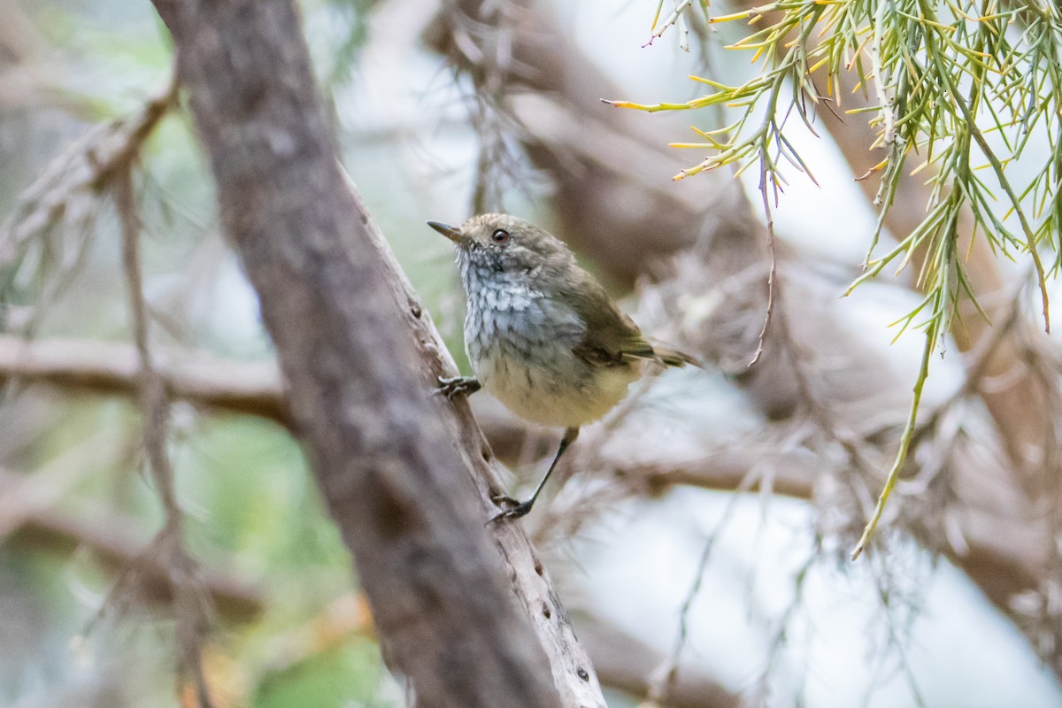 Inland Thornbill - ML645636556